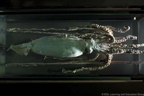 Craken что это