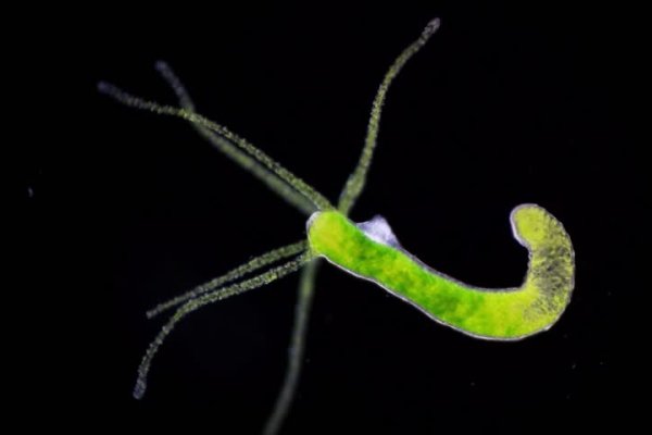 Активная ссылка на кракен