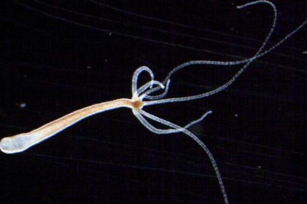 Кракен сайт 1kraken me вход