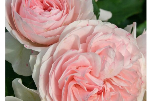 Клир ссылка на кракен 2025