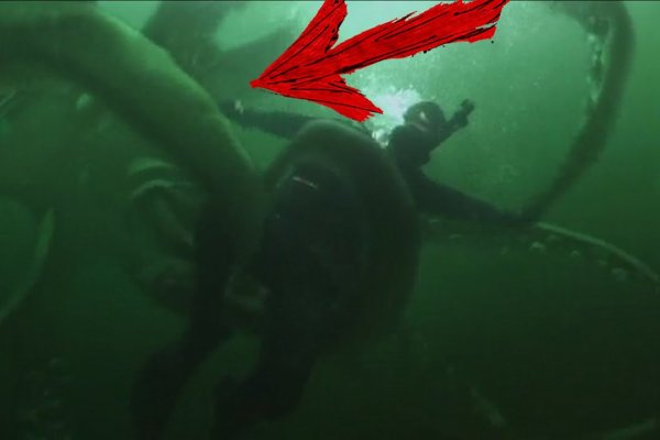 Kraken kraken link24 info