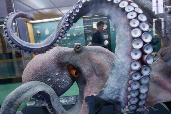 Не работает сайт kraken